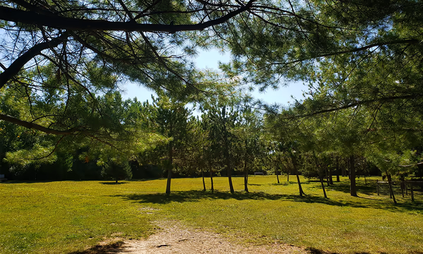 Pine Tree Bark Park photo 1
